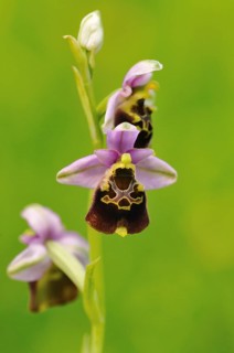 Late Spider-orchid (Ophrys holoserica)