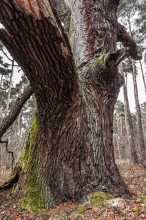 Old English oak (Quercus robur)