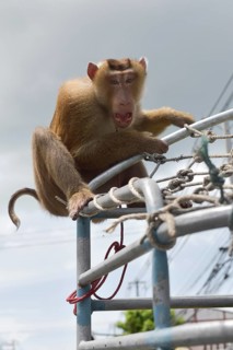 Tied Northern pig-tailed macaque (Macaca leonina) sitting on a railing
