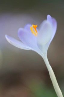 Woodland crocus (Crocus tommasinianus)