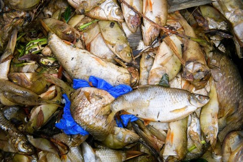 Dead fish