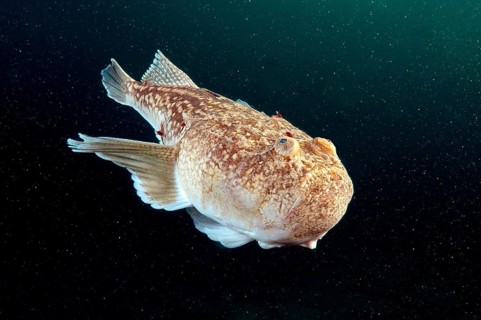 Atlantic Stargazer (Uranoscopus scaber)