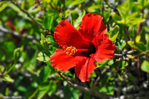 Red Hibiscus flower (Hibiscus)