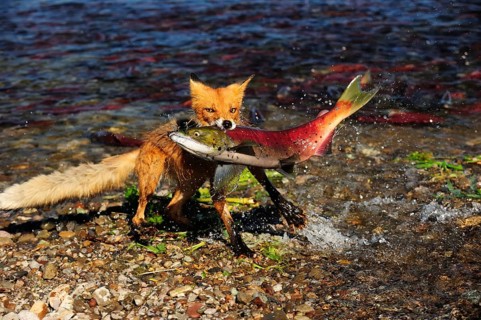 Red Fox (Vulpes vulpes) with a caught salmon