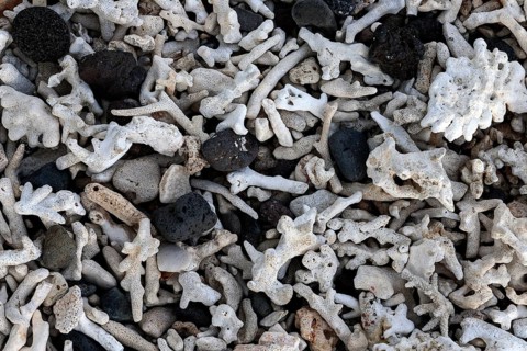 Coral and black lava rocks on a beach