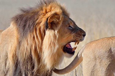 Lion (Panthera leo)
