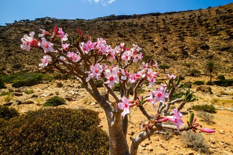 Desert Rose tree (Adenium obesum) in bloom
