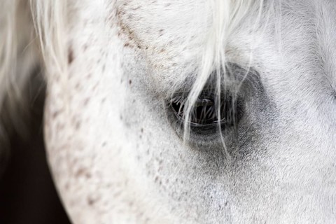Arab horse