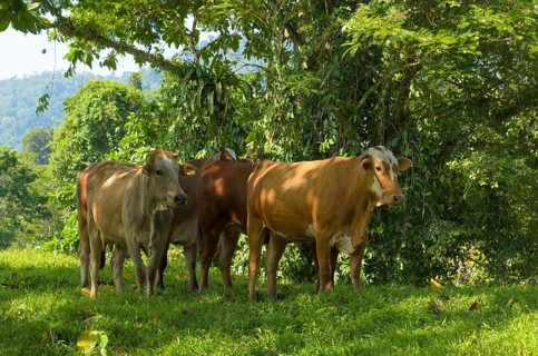 Cattle sheltering in the shade from the midday sun