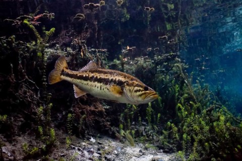 Largemouth Bass (Micropterus salmoides) in Santa Fe River