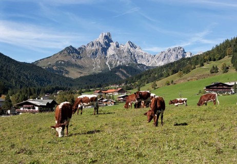 Cows on alpine meadow