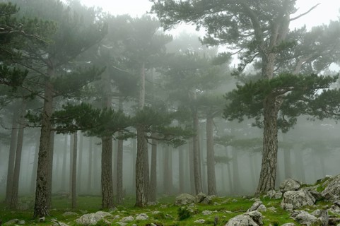 Trees in the fog on the Col del Bavella