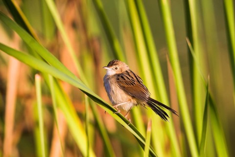 Winding Cisticola (Cisticola galactotes) perched on grass