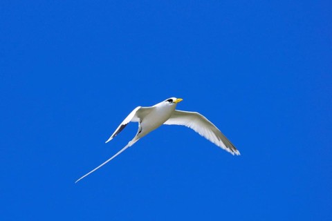White-tailed tropicbird (Phaethon lepturus)
