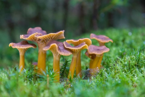 Yellowfoot fungus (Craterellus tubaeformis)