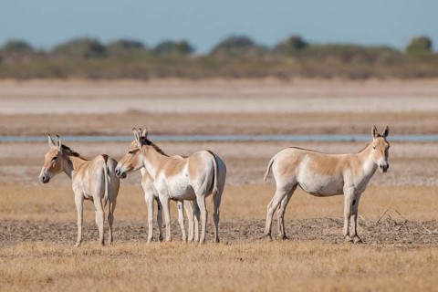 Onagers or Asiatic wild asses (Equus hemionus)