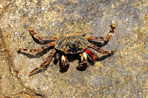 Spider crab (Neosarmatium meinerti) on a rock