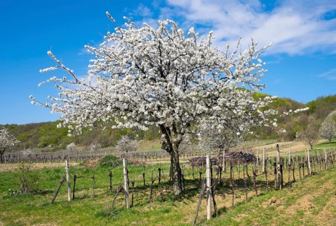 Blossoming cherry trees in vineyard