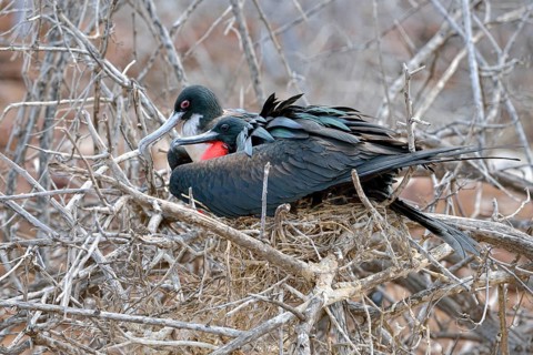 Great frigatebirds (Fregata minor)
