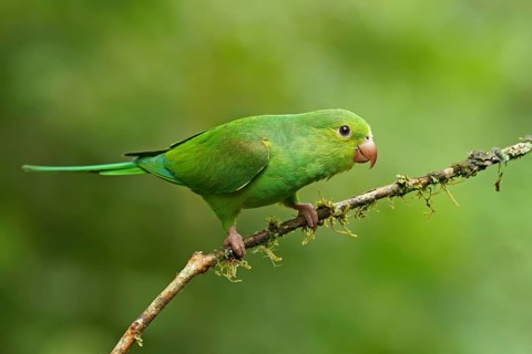 Yellow-chevroned parakeet (Brotogeris chiriri) on branch