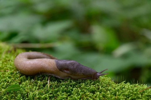 Ash black slug (Limax cinereoniger)