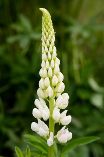 White Lupin (Lupinus)