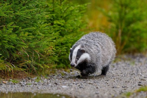 European badger (Meles meles)