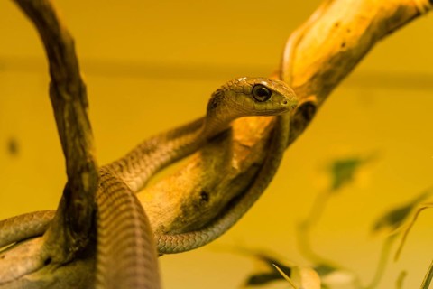 Boomslang (Dispholidus typus)