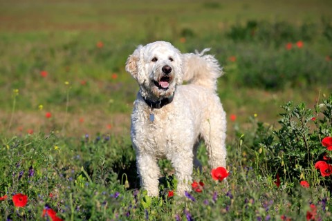 Labradoodle