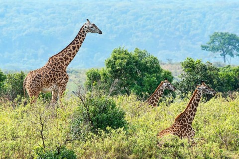 Giraffes (Giraffa camelopardalis)