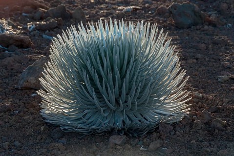 Silversword (Argyroxiphium sandwicense) plant growing in the Haleakala crater