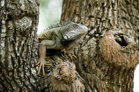 Green Iguana (Iguana iguana)