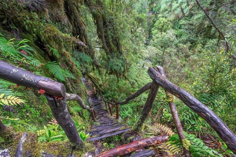 Hiking trail through the cold rain forest to the Cascadas Bajas
