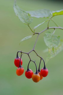 Bittersweet Nightshade (Solanum dulcamara)