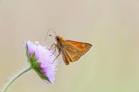 Large Skipper Butterfly (Ochlodes venatus)