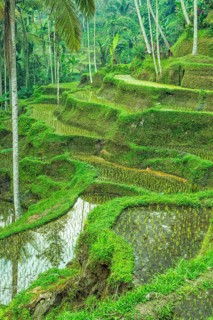 Tegallalang rice terraces