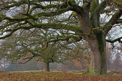 Old wood pasture (Quercus robur)