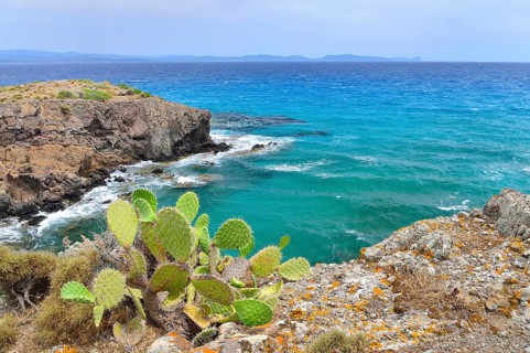 Cactus on the rocky coast