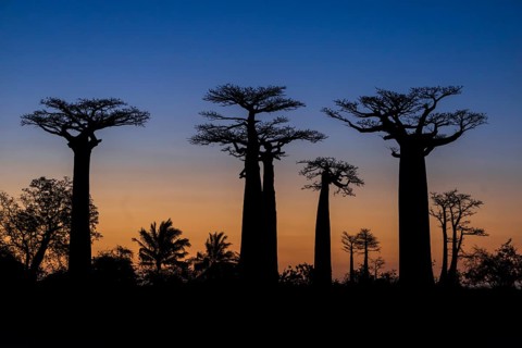 Avenue of the Baobabs