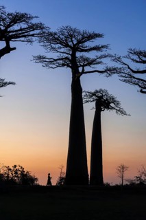 Woman walking on the Avenue of the Baobabs