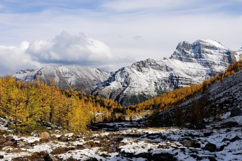 Yellow coloured larch forest in the snow in the middle of the Rocky Mountains