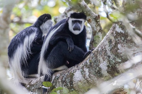 Mantled Guerezas (Colobus guereza)