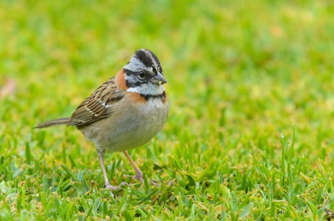 Rufous-collared Sparrow (Zonotrichia capensis)