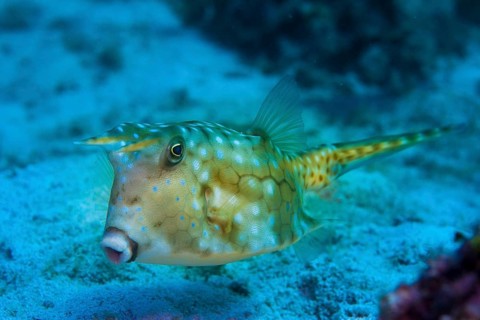 Longhorn Cowfish (Lactoria cornuta)