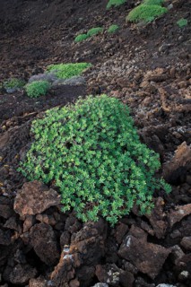 Balsam spurge (Euphorbia balsamifera) on lava rock