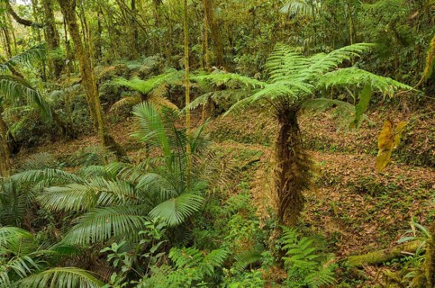 Tree Fern (Cyatheales) in montane rain forest
