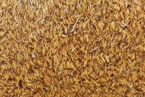 Meal worms