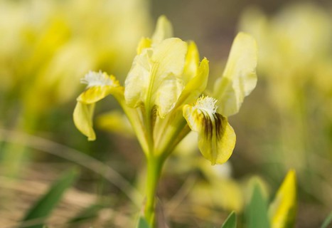 Dwarf iris (Iris pumila)