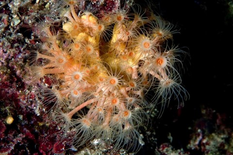 Yellow Cluster Anemon (Parazoanthus axinellae)