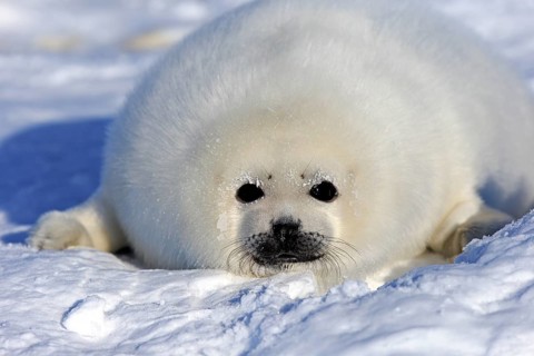 Harp Seal or Saddleback Seal (Pagophilus groenlandicus